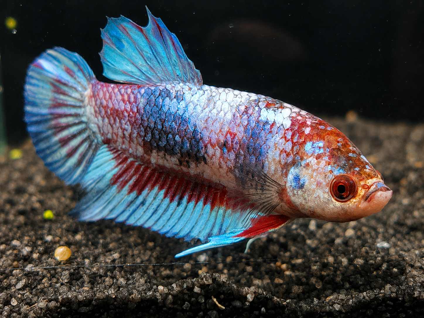 Betta splendens Halfmoon Plakat - "Beltira"  