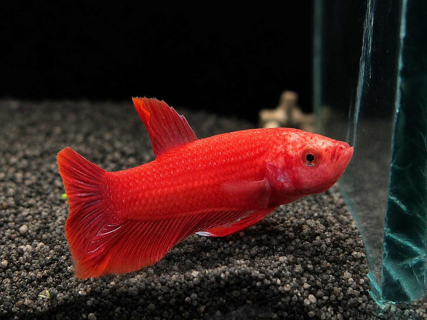 Betta splendens Halfmoon Plakat Super Red - "Nobel" 