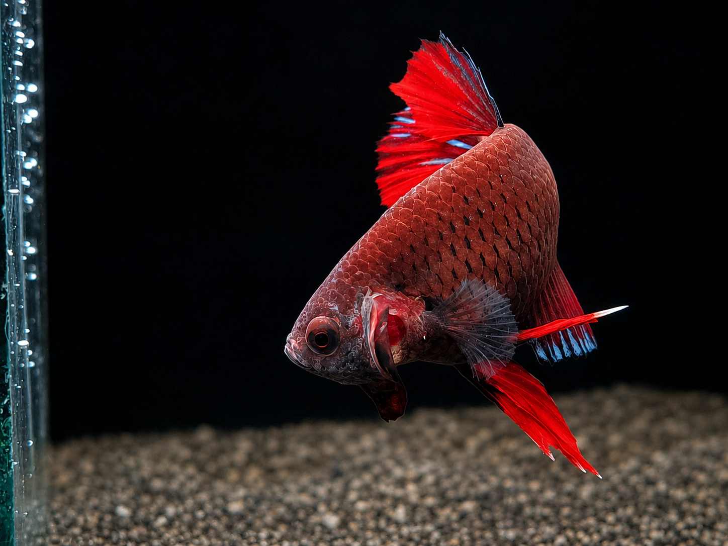 Betta splendens Halfmoon Plakat - "Heinz"  
