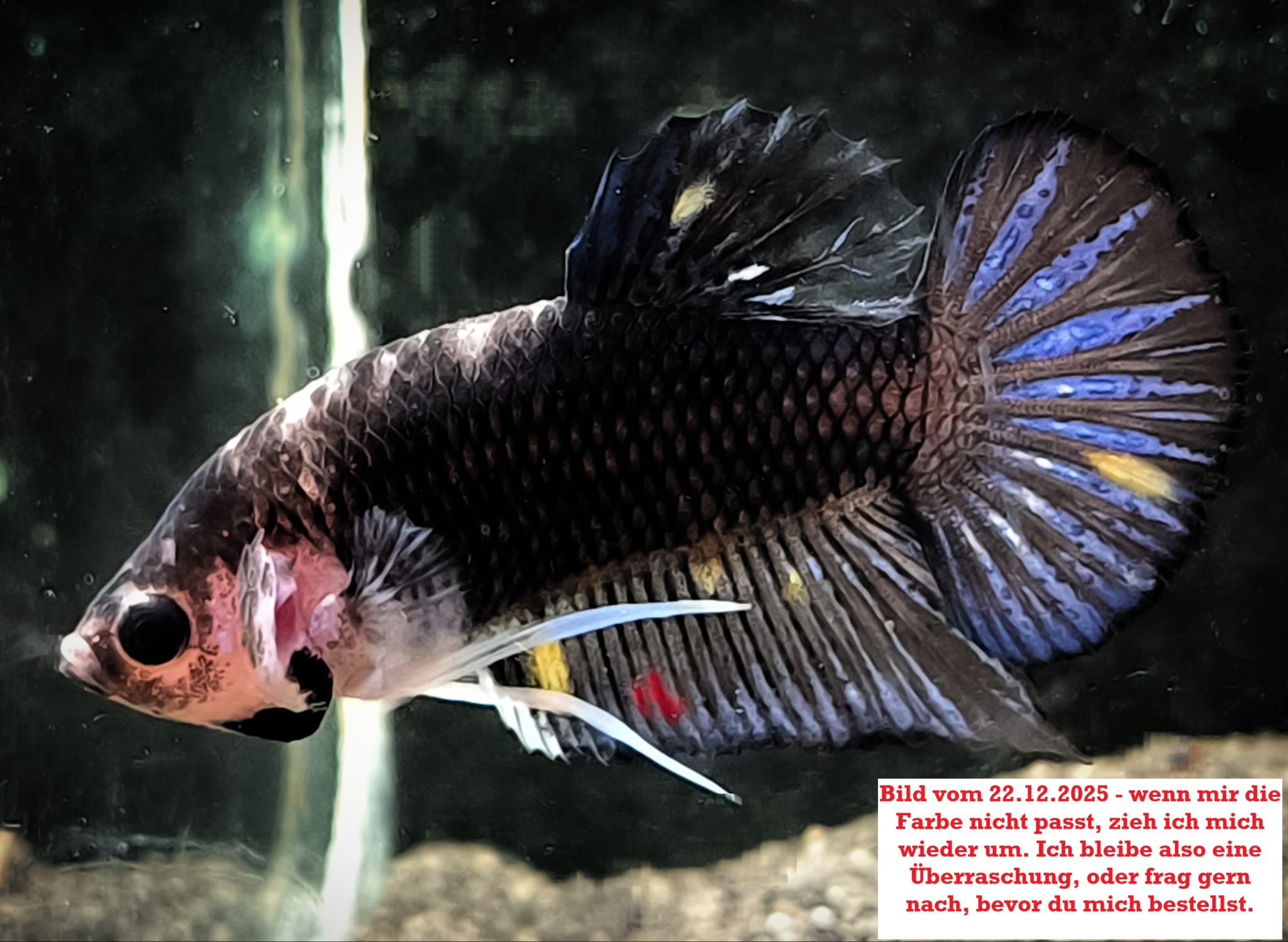 Betta splendens Halfmoon Plakat Blue Dragon - "Damion" 