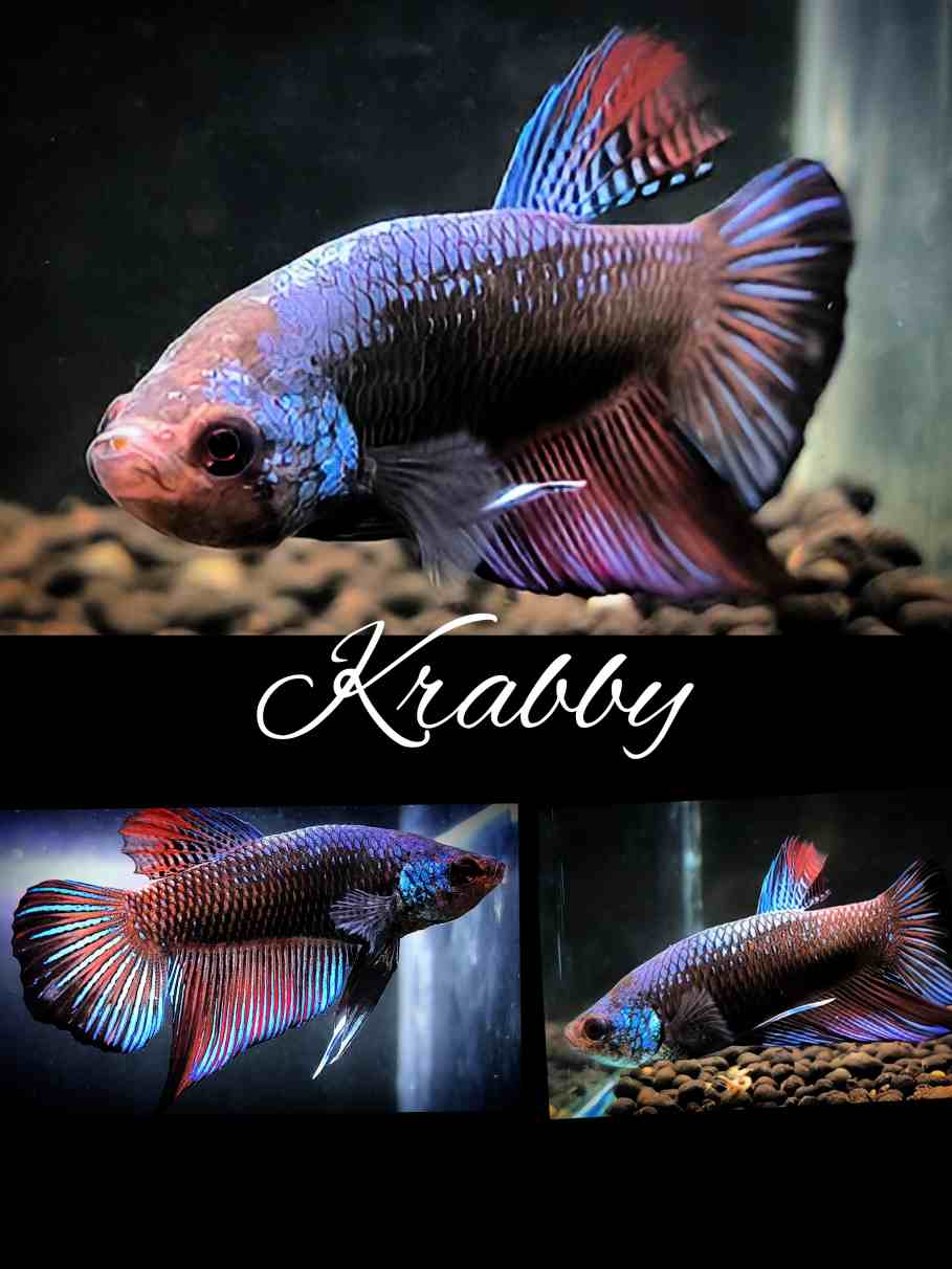 Betta splendens Halfmoon Plakat Blue Dragon - "Krabby"