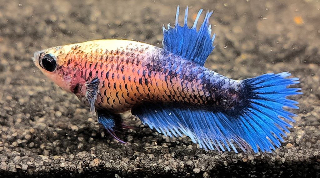 Betta splendens crowntail - female "Gerda" 