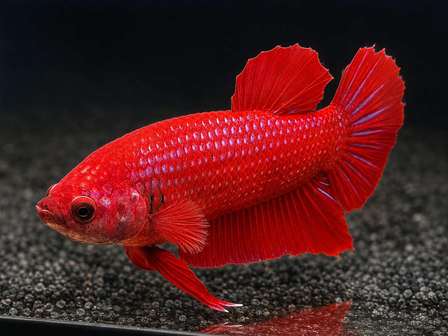 Betta splendens Halfmoon Plakat Red Diamond - "Roran"