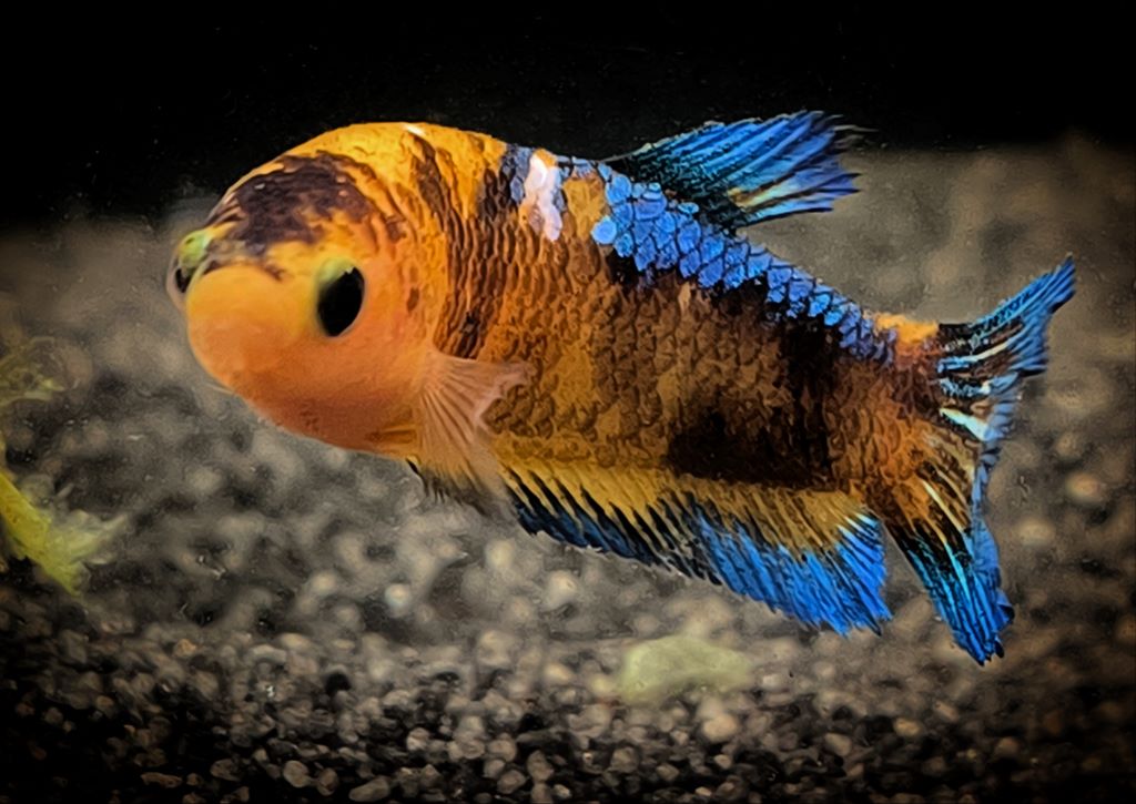 Betta splendens plakat - female "Sunny-Blue"  