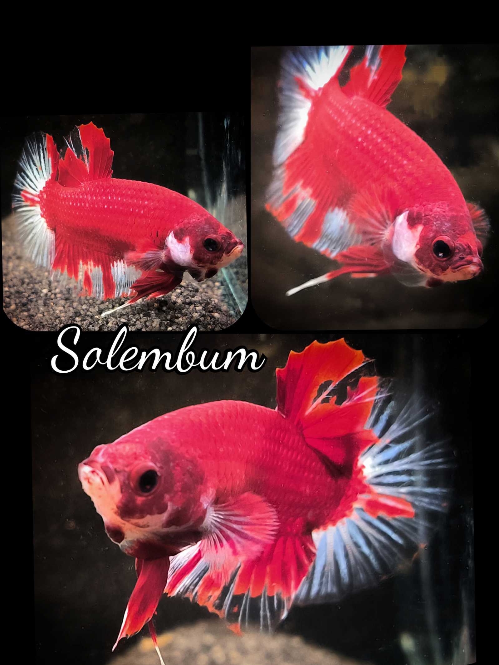 Betta splendens Halfmoon Plakat - "Solembum"