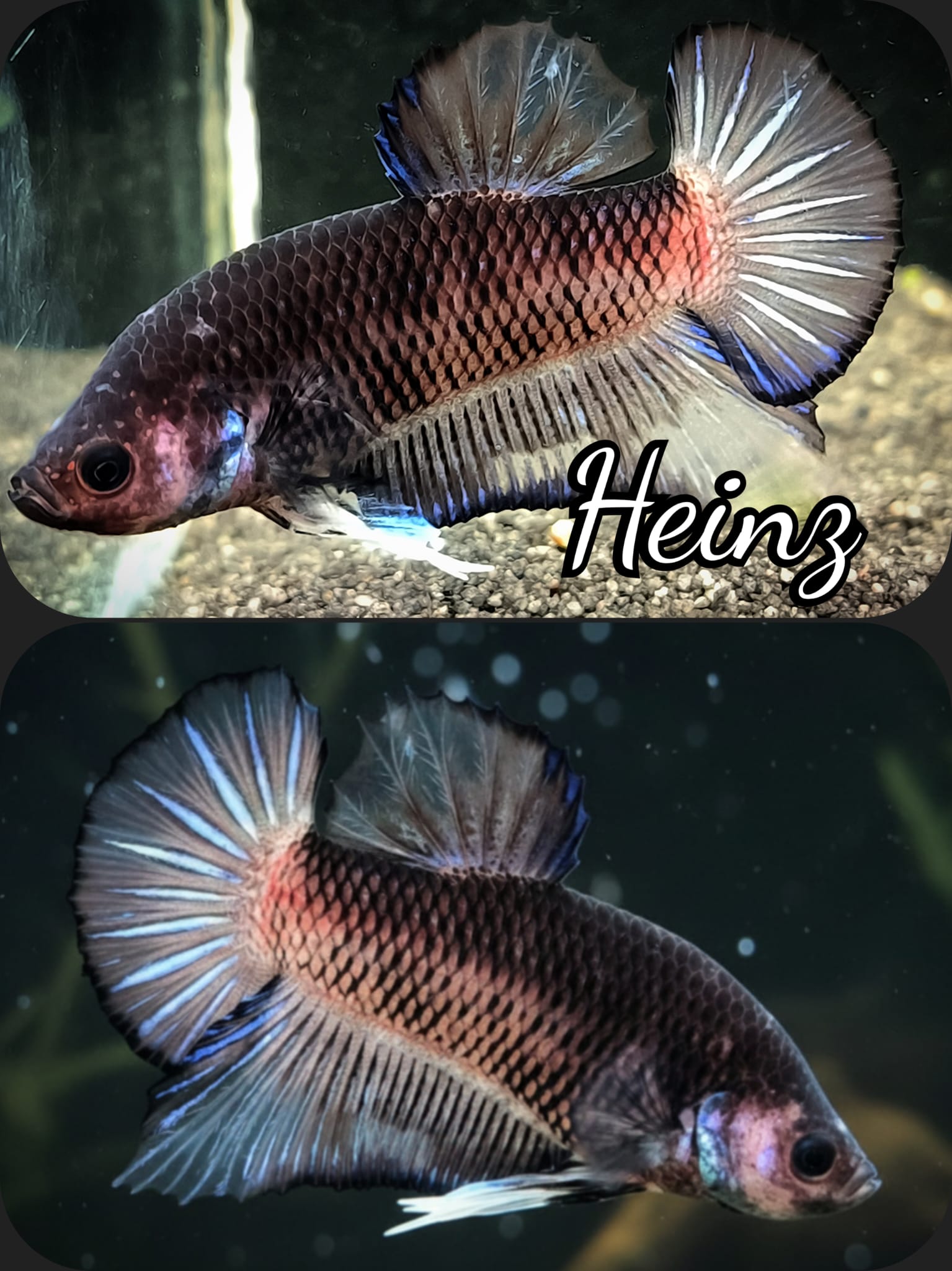 Betta splendens Halfmoon Plakat - "Heinz"  