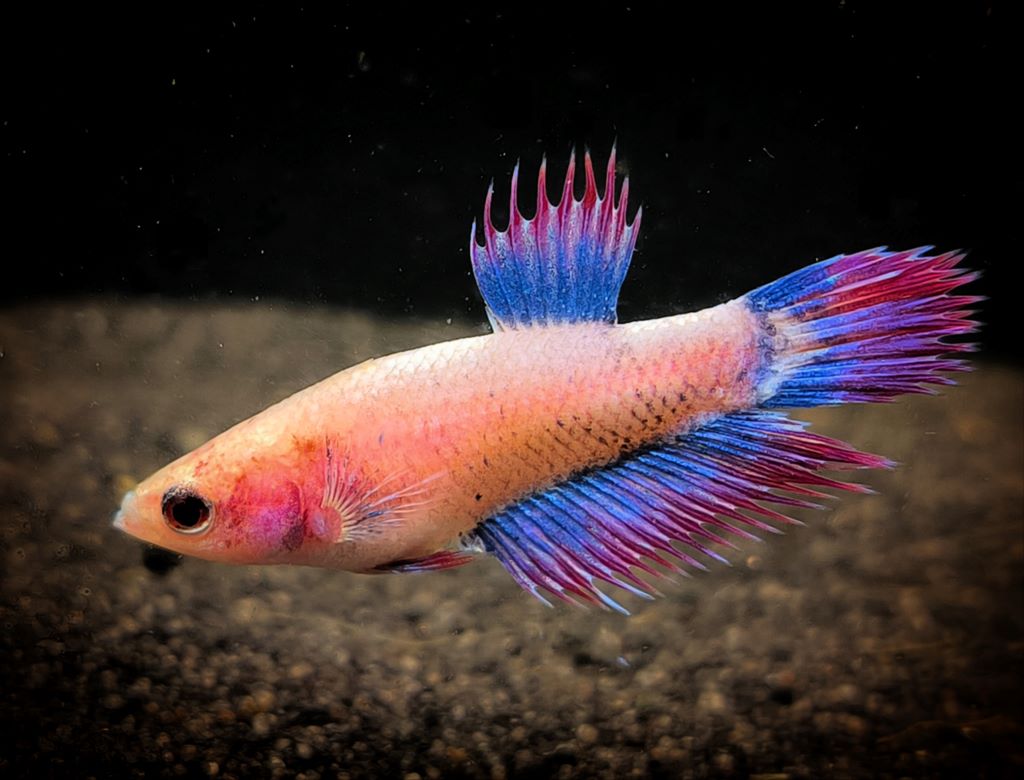 Betta splendens crowntail - female "Anika"