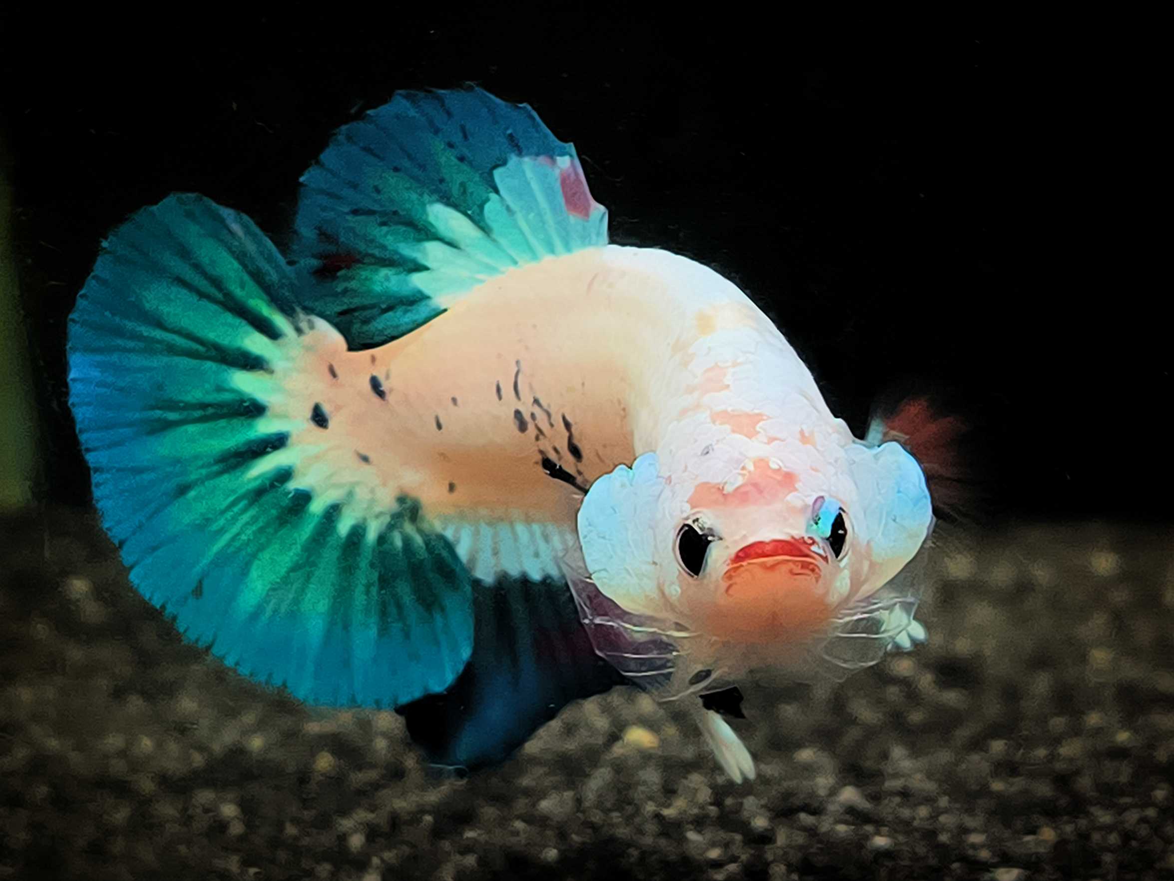 Betta splendens Halfmoon Plakat - "Heinz"  