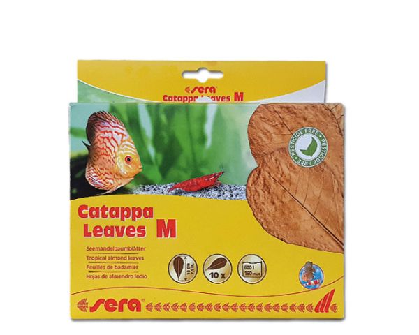 Sera Catappa Leaves - tropische Seemandelbaumblätter