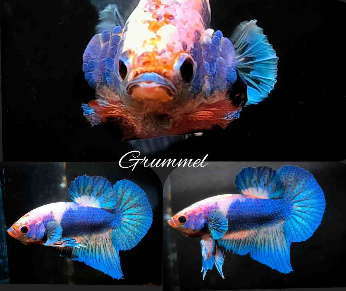 Betta splendens Halfmoon Plakat - "Grummel"