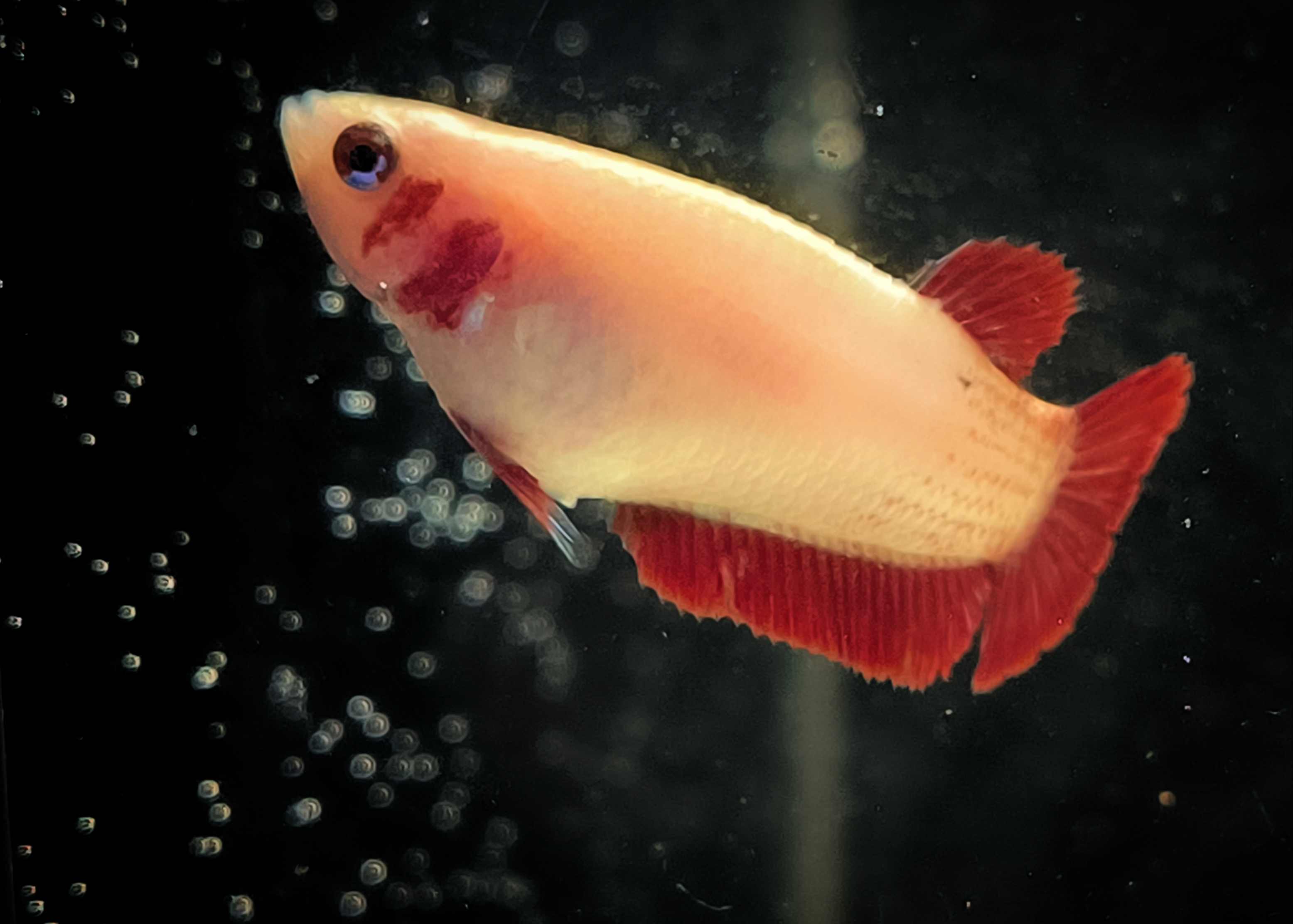 Betta splendens plakat - female "Haley"  