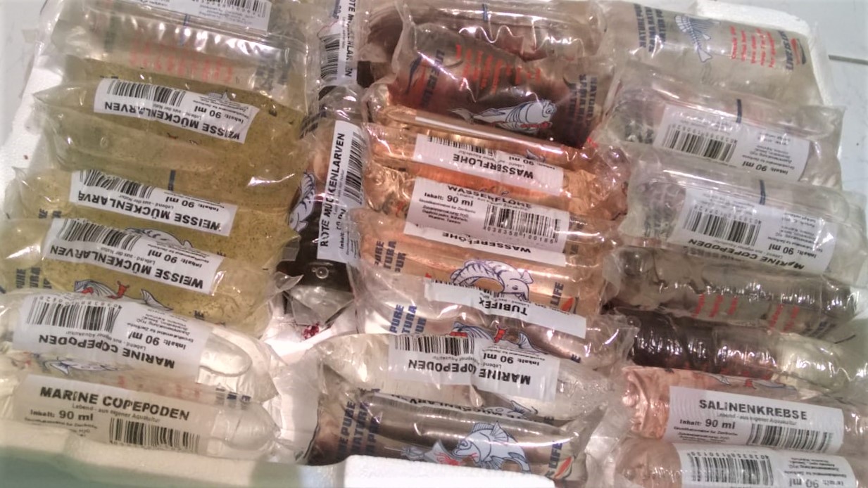 Artemia Nauplien -  lebendes Aufzuchtfutter