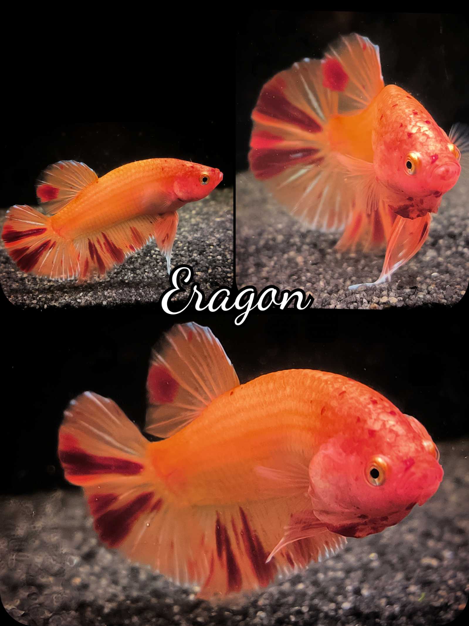 Betta splendens Halfmoon Plakat - "Eragon"