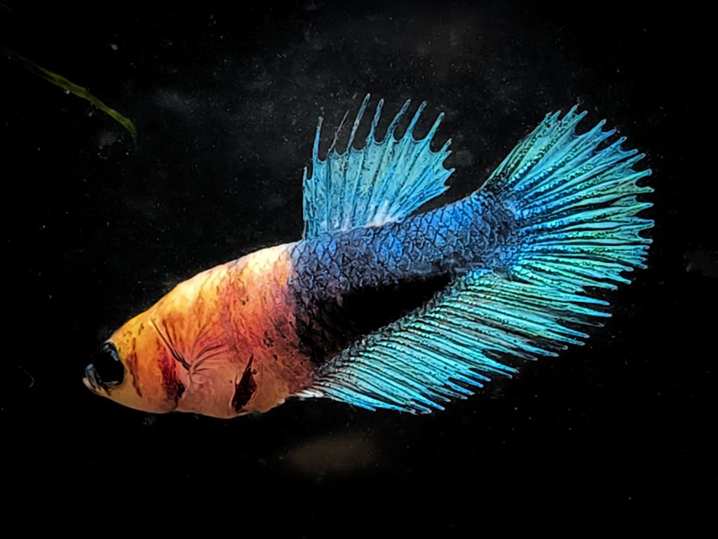 Betta splendens crowntail - female "Rosi"