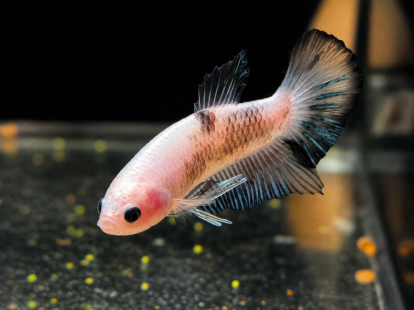 Betta splendens Halfmoon Plakat - "Maik"  