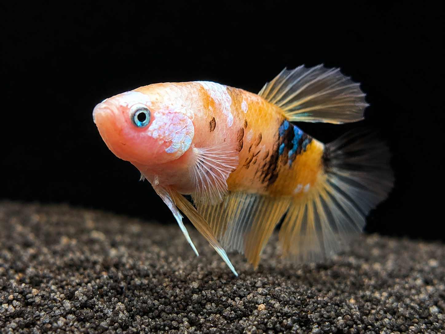Betta splendens Halfmoon Plakat Yellow Fancy - "Eriond" 