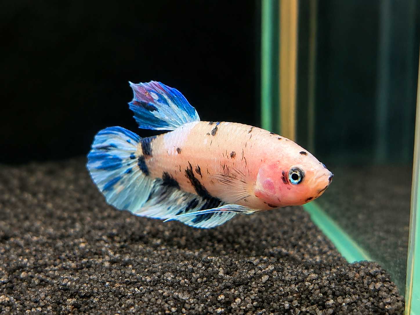 Betta splendens Halfmoon Plakat - "Martin" 