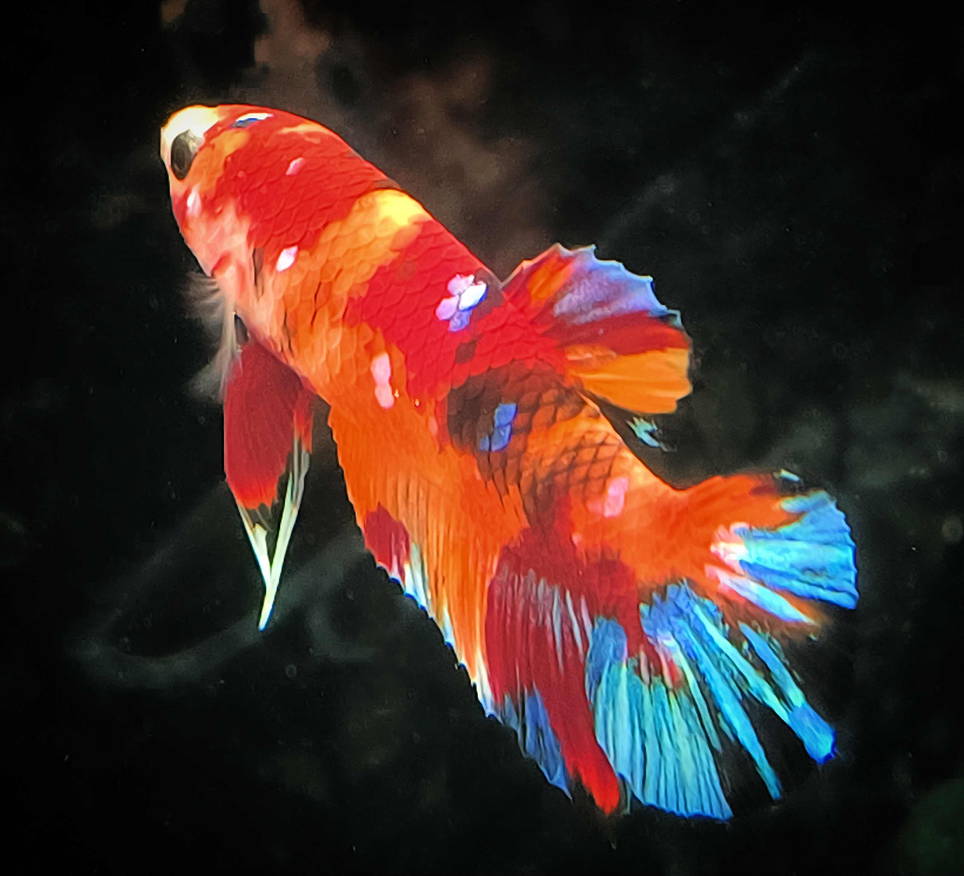 Betta splendens Halfmoon Plakat - "Beldin" 