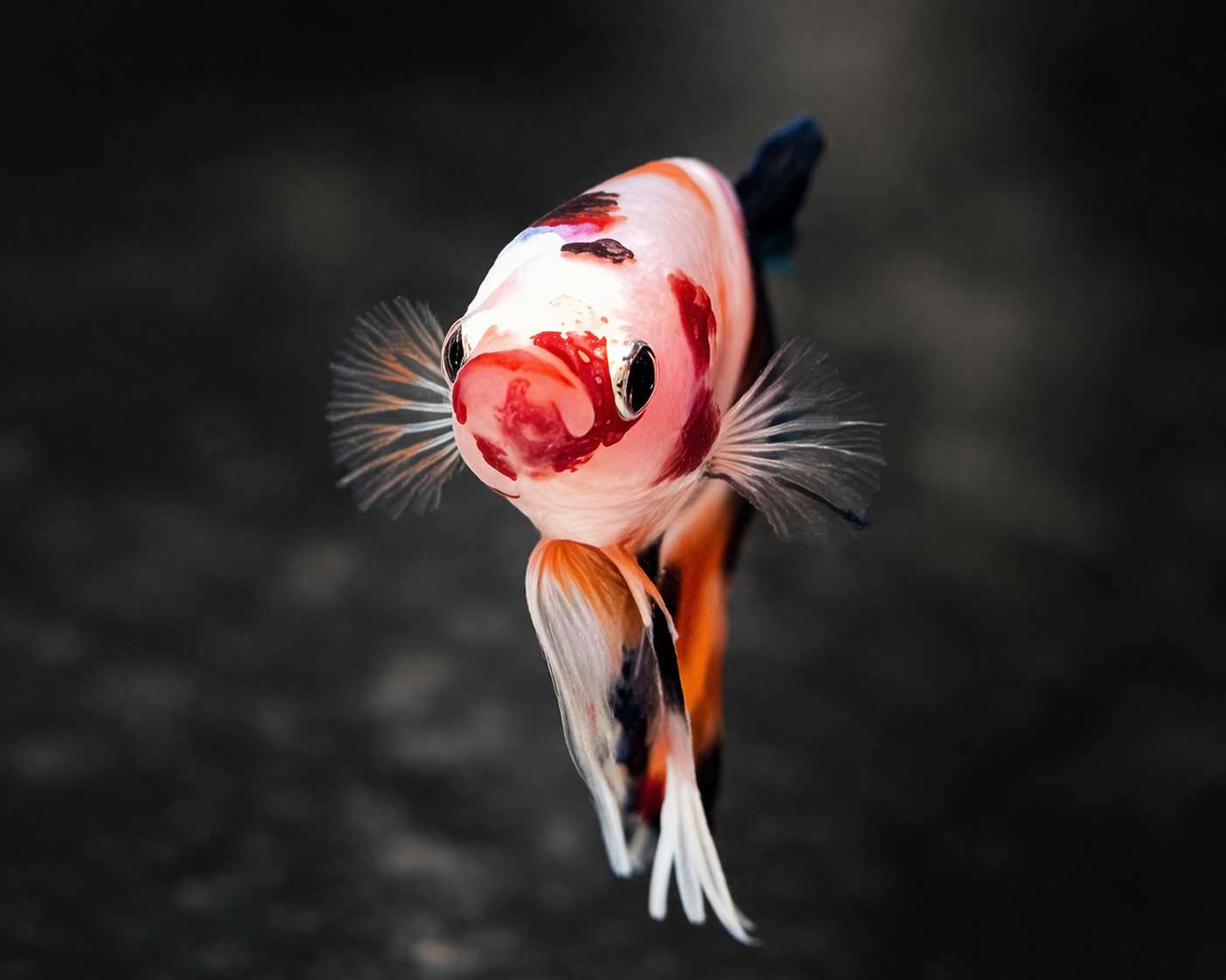 Betta splendens Halfmoon Plakat - "Aldur" 