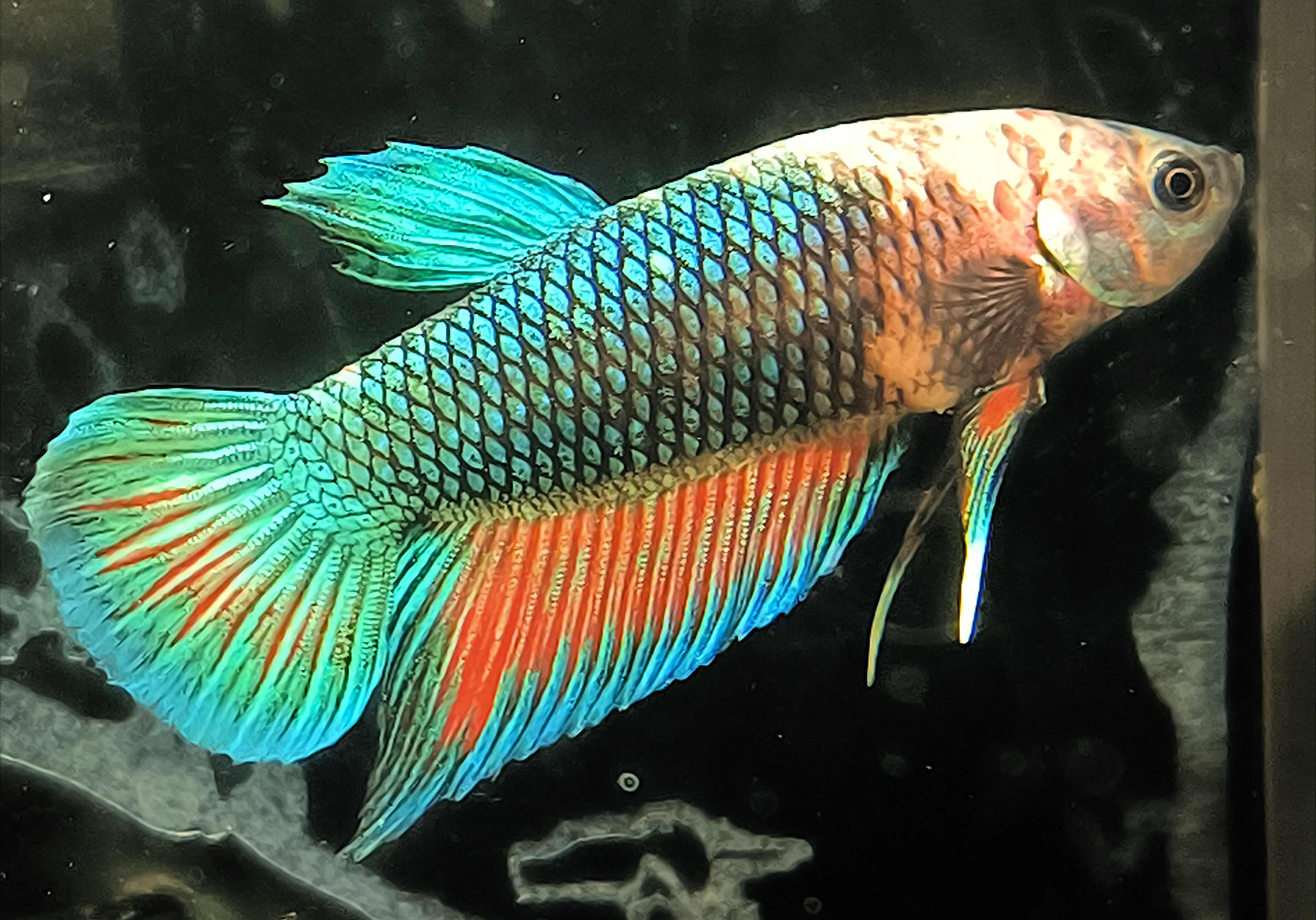 Betta splendens Halfmoon Plakat - "Oric" 