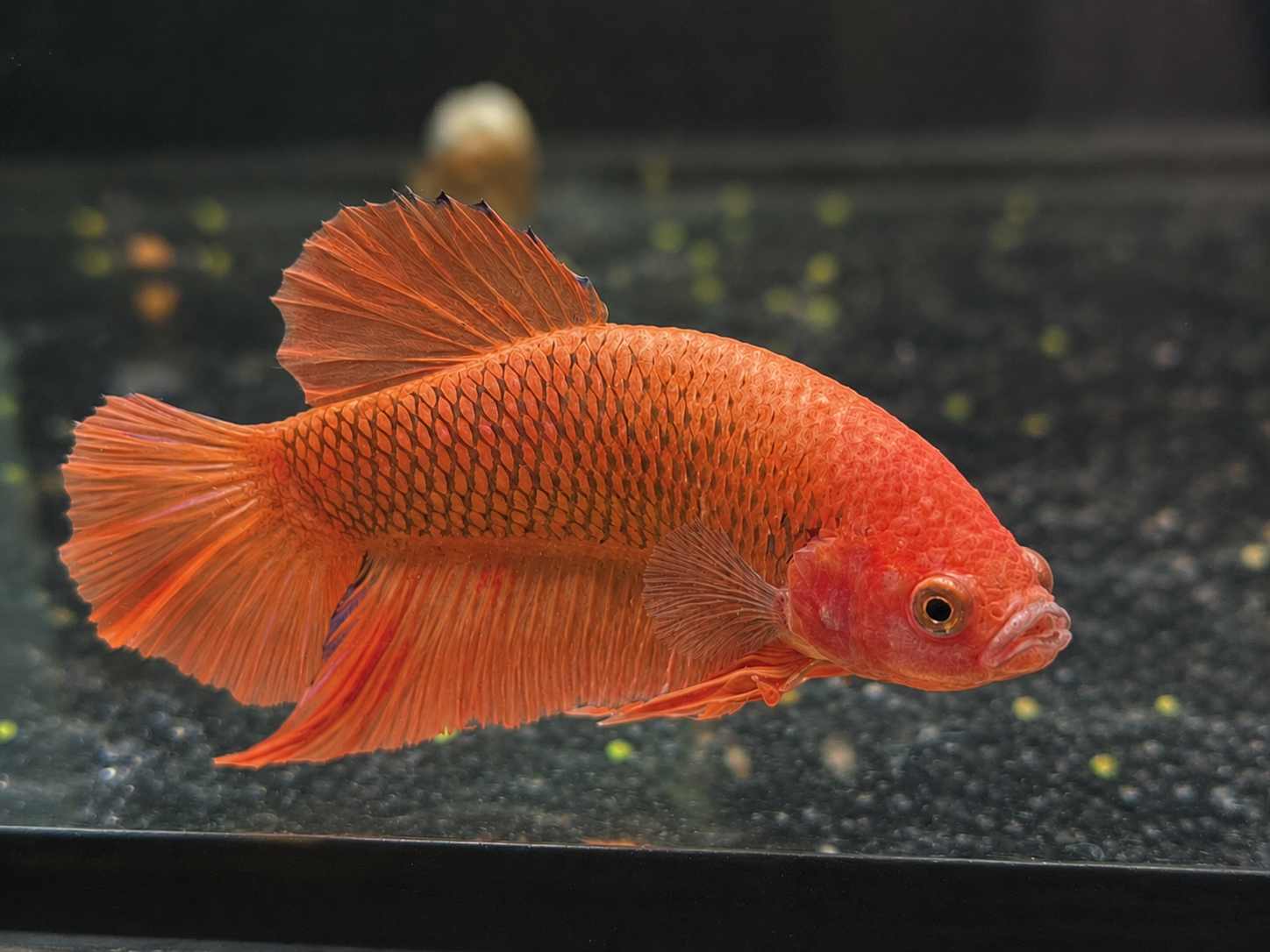 Betta splendens Halfmoon Plakat - "Eragon"