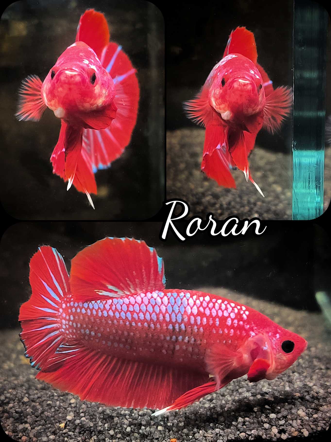 Betta splendens Halfmoon Plakat Red Diamond - "Roran"